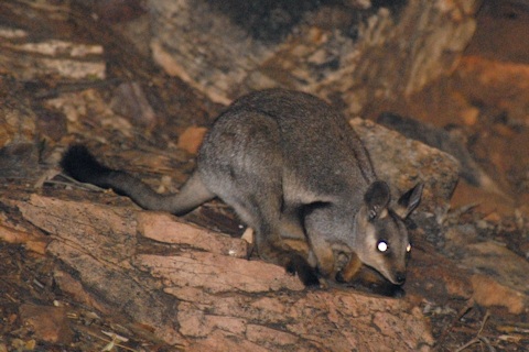 Black-footed Rock-wallaby (Petrogale lateralis)